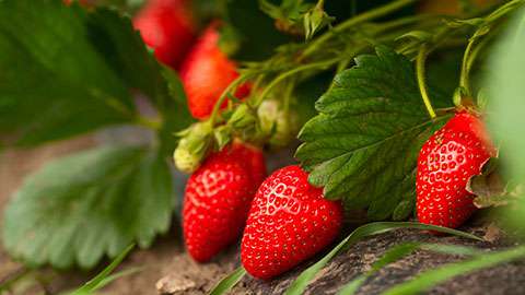 Cormier's Berry Patch